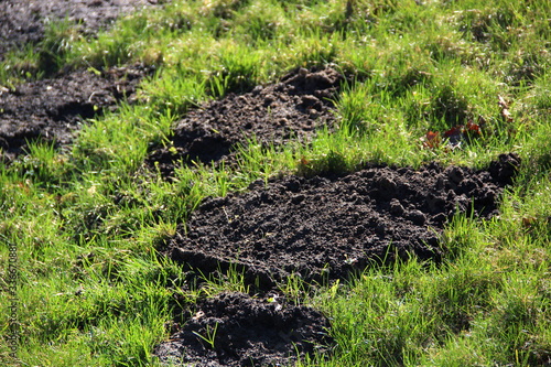 Molehills on the lawn in the yard. Damaged lawn. Pest control.