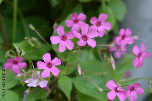 Pink wood sorrel