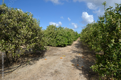 spring in the citrus garden