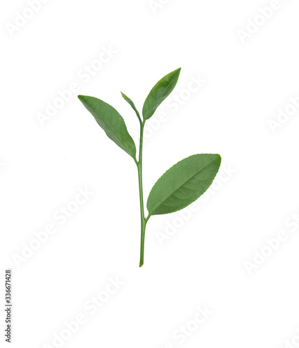 중국차 ROUGUI의 잎 