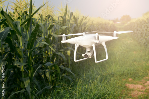 Drone fly above green corn field.The concept of using aircraft inspects Corn farm