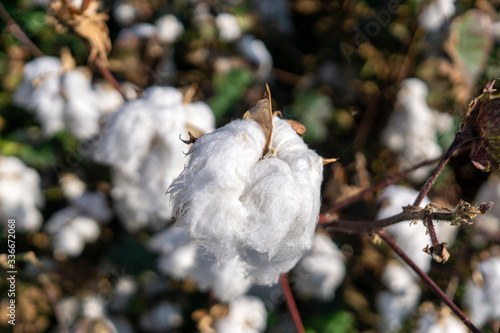 Rows of white ripe cotton in field photo