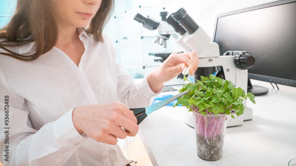Inspection of the quality of agricultural seeds. Checking the quality of the seed before planting in the ground Inspection of the quality of agricultural seeds. Checking the quality of the seed before planting in the ground