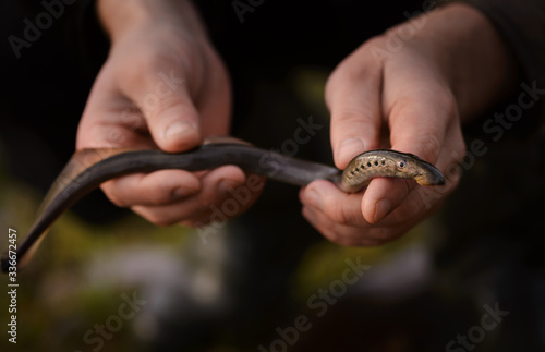 The live European river lamprey (Lampetra fluviatilis) is in male hands in outdoors.
