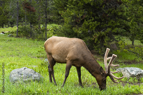 Young elk in Grand Tetons