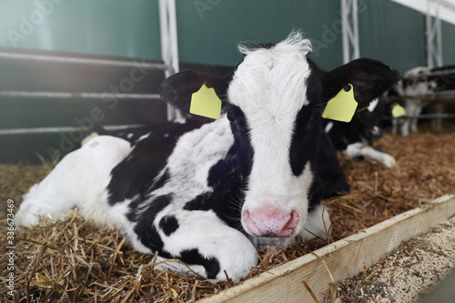 A small calf grows on a farm. Milk production