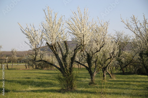 Mirabelle plum trees orchard white flowers  photo