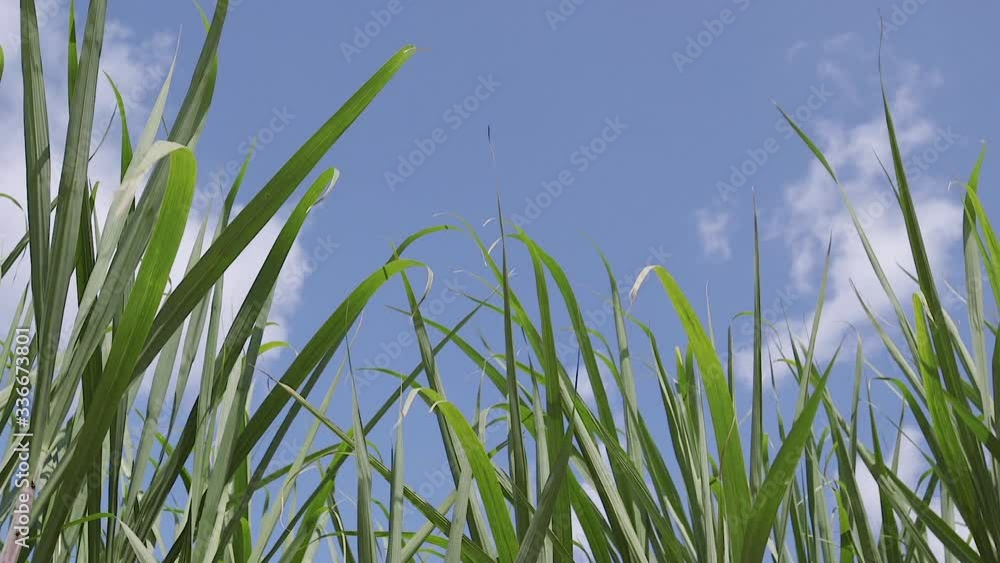 Close up of long grass in corn field blowing in the wind. Low angle Close up of long grass in corn field blowing in the wind. Low angle