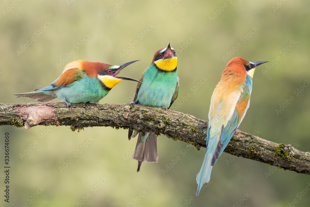 Fototapeta premium Bee eaters in breeding season (Merops apiaster)