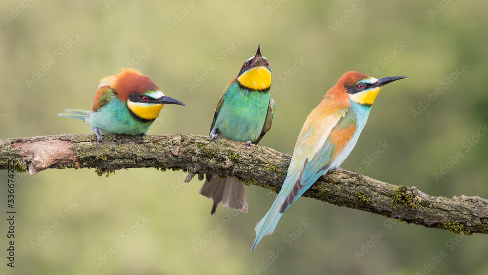Widescreen portrait of European bee eaters on branch (Merops apiaster) Widescreen portrait of European bee eaters on branch (Merops apiaster)