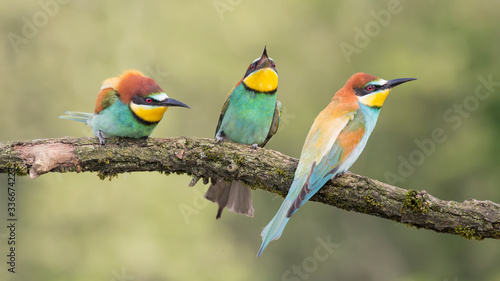 Widescreen portrait of European bee eaters on branch (Merops apiaster)