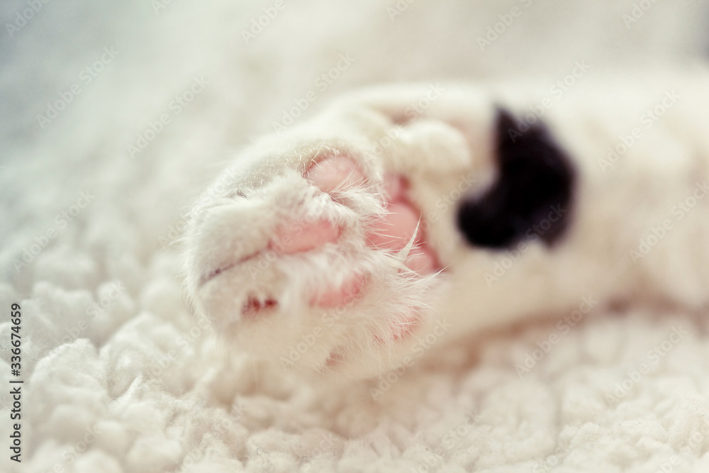 cat's paw with pads and fingers lying on the rug