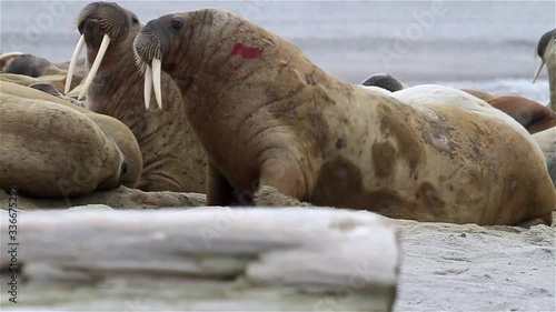 Injured walrus from playing near Herd, Svalbard photo