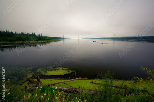 green scum on a plant-filled pond