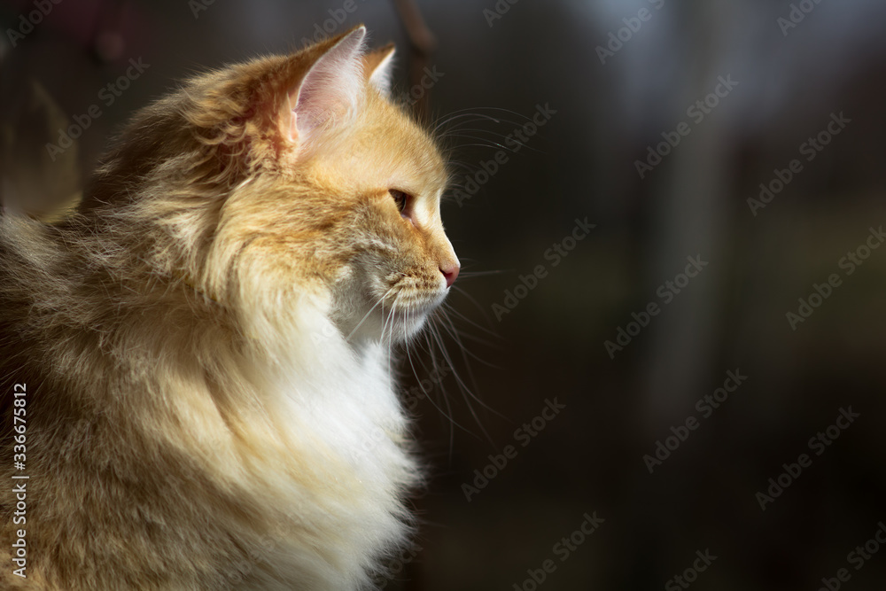 young red-and-white cat looking into the distance on a spring, sunny day on a blurry background