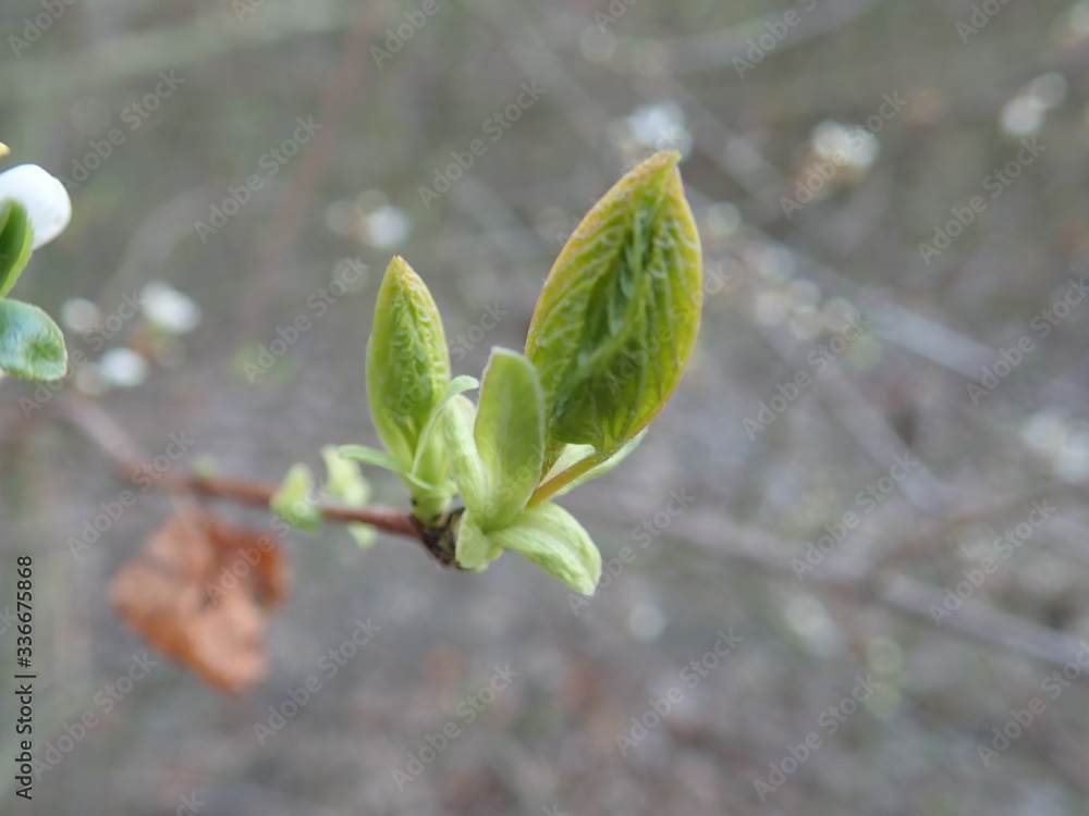 detail of a green tree branch in spring detail of a green tree branch in spring