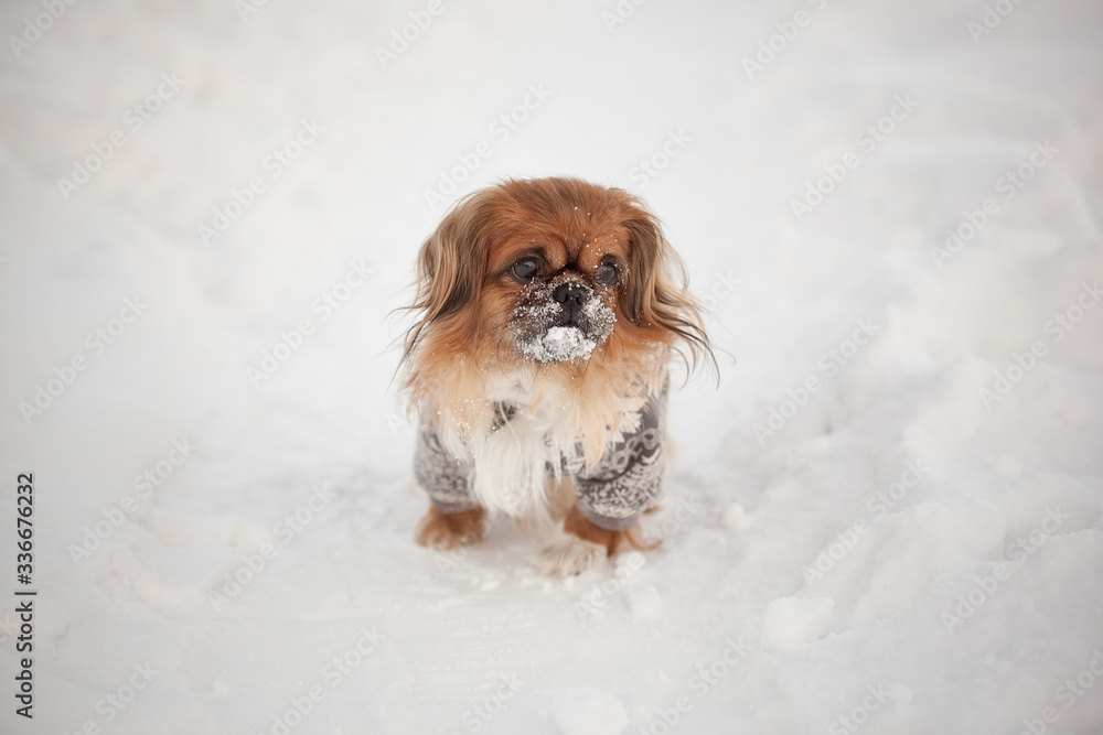 little pekingese walking in the snow