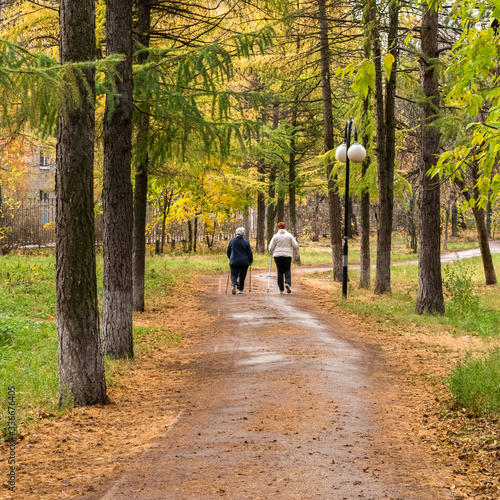 Fototapeta Naklejka Na Ścianę i Meble -  Elderly people walk together in the park in autumn with ski poles, doing Swedish walking