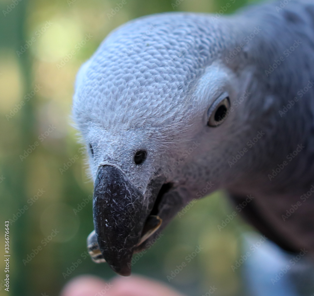 Fototapeta premium A parrot eats a seed in the park.