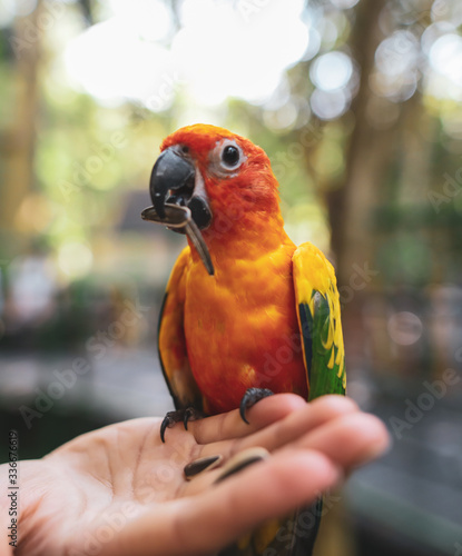 A parrot eats a seed from the hands of a man in the park.