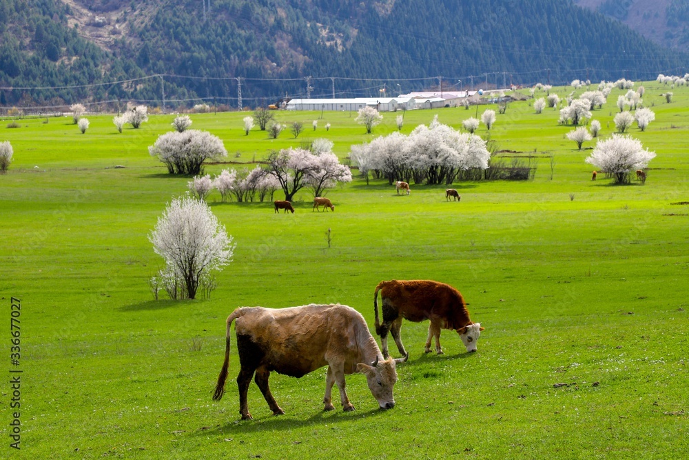 cow grazing in green meadow.artvin/turkey
