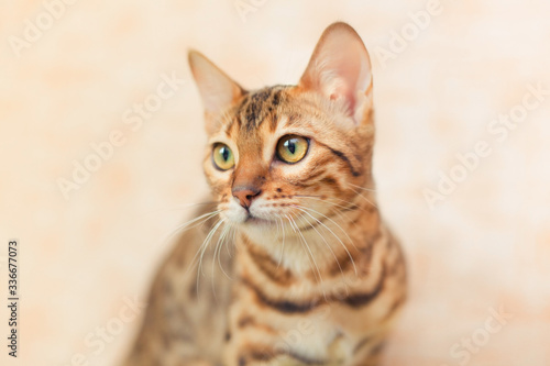 beautiful bengal cat sitting and looking sideways