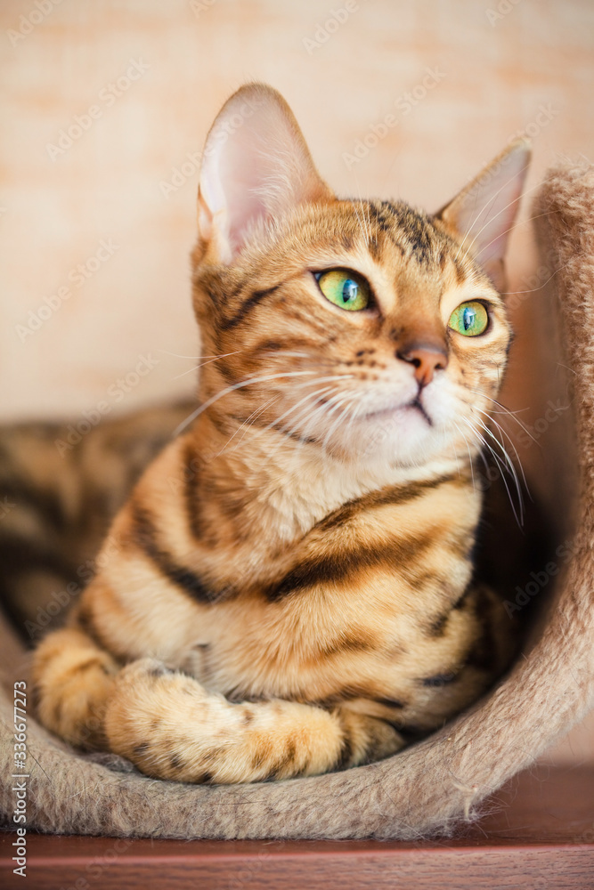 beautiful bengal cat lying and looking sideways
