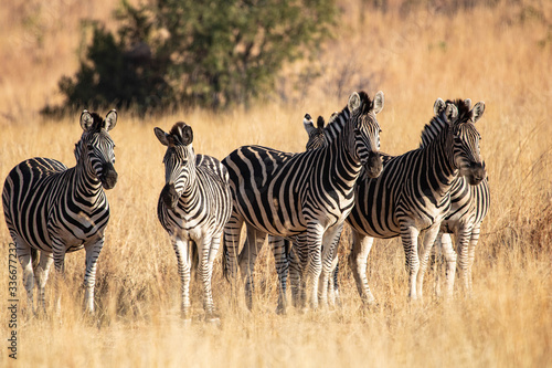 A herd of plains zebras  Equus quagga   being alerted while grazing during mid-morning in the South African bushveld.