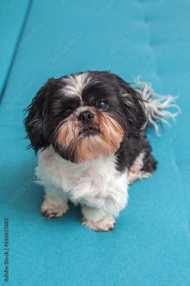 Funny cute dog is sitting at home on the couch. Shih-tzu breed, with a haircut after the groomer. pet. Homeliness. Funny cute dog is sitting at home on the couch. Shih-tzu breed, with a haircut after the groomer. pet. Homeliness.