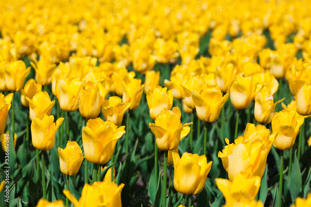 big yellow tulip field with a lot of flowers big yellow tulip field with a lot of flowers