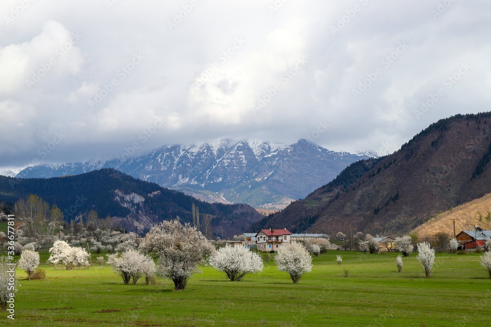 Flowers of the cherry blossoms on a spring day.savsat/artvin