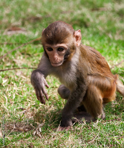 Portrait of a monkey in the park © schankz