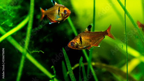 Redflame tetra fish ( Hyphessobrycon flammeus ) in planted tank setting photo