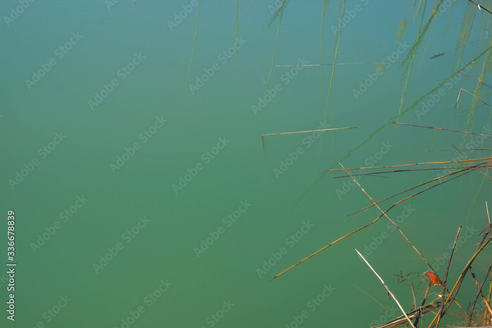 Water Aqua Menthe surface of the lake in Ukraine. Stems of floating reeds on turquoise background. Copy space. Water Aqua Menthe surface of the lake in Ukraine. Stems of floating reeds on turquoise background. Copy space.