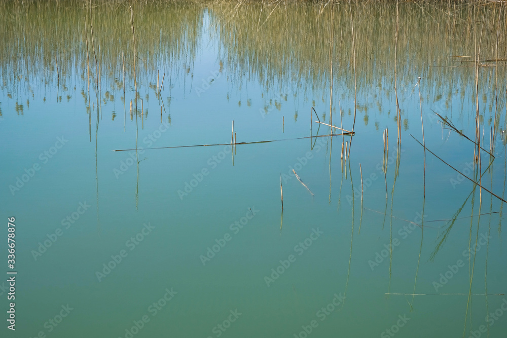 The reed shore of a wild lake in Ukraine. Smooth mirror surface of water. Copy space.