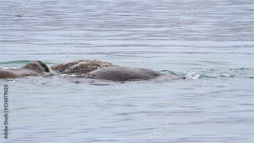 Walrus Young playing in arctic Water, Svalbard photo