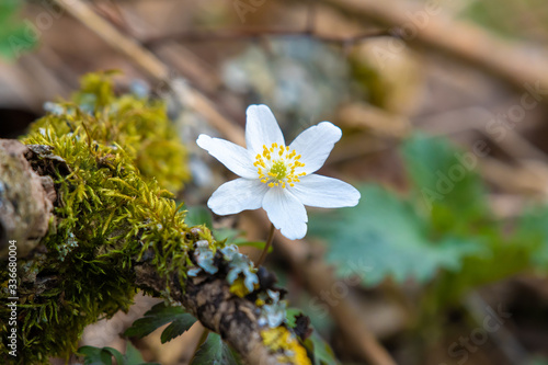 white flower Anemone Nemorosa in the forest