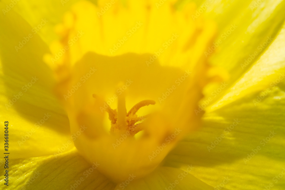 yellow daffodil detail, first touch of spring in garden yellow daffodil detail, first touch of spring in garden