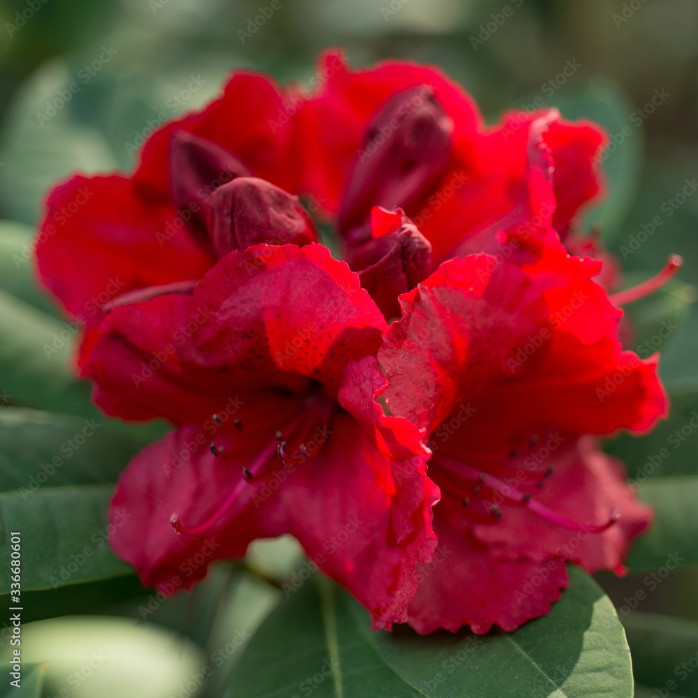 Red rhododendron blooms in the garden close-up Red rhododendron blooms in the garden close-up