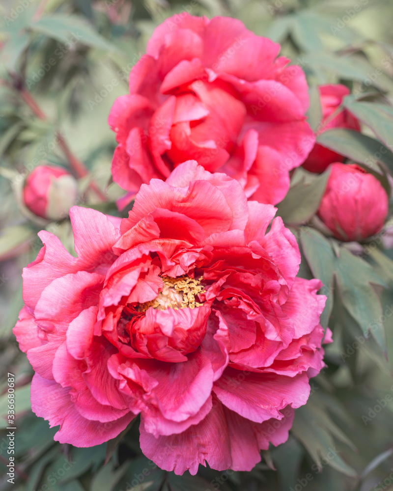 Pink Peony Flower Paeonia suffruticosa Close-up Pink Peony Flower Paeonia suffruticosa Close-up