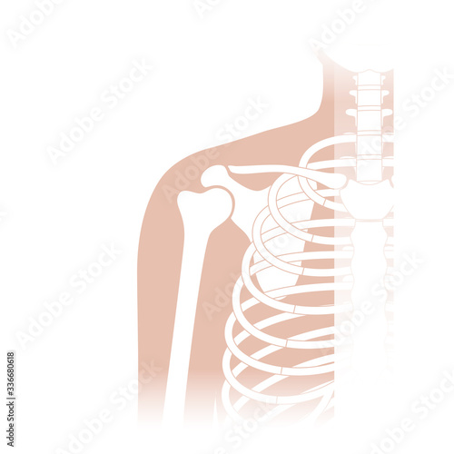 Human shoulder joint anatomy.