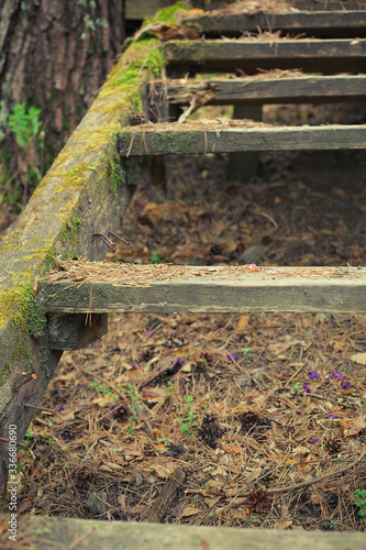 Fototapeta Naklejka Na Ścianę i Meble -  old shabby wooden stairs in the forest