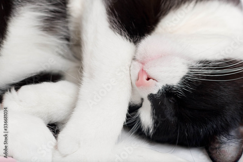 black and white cat lying close up