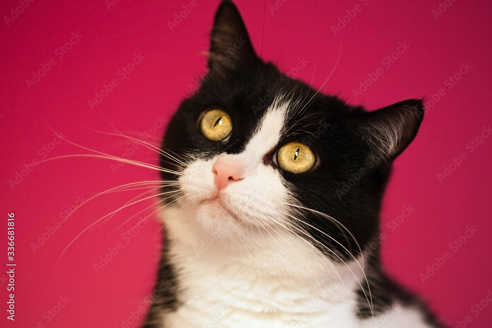 Black and white cat on the pink background Black and white cat on the pink background