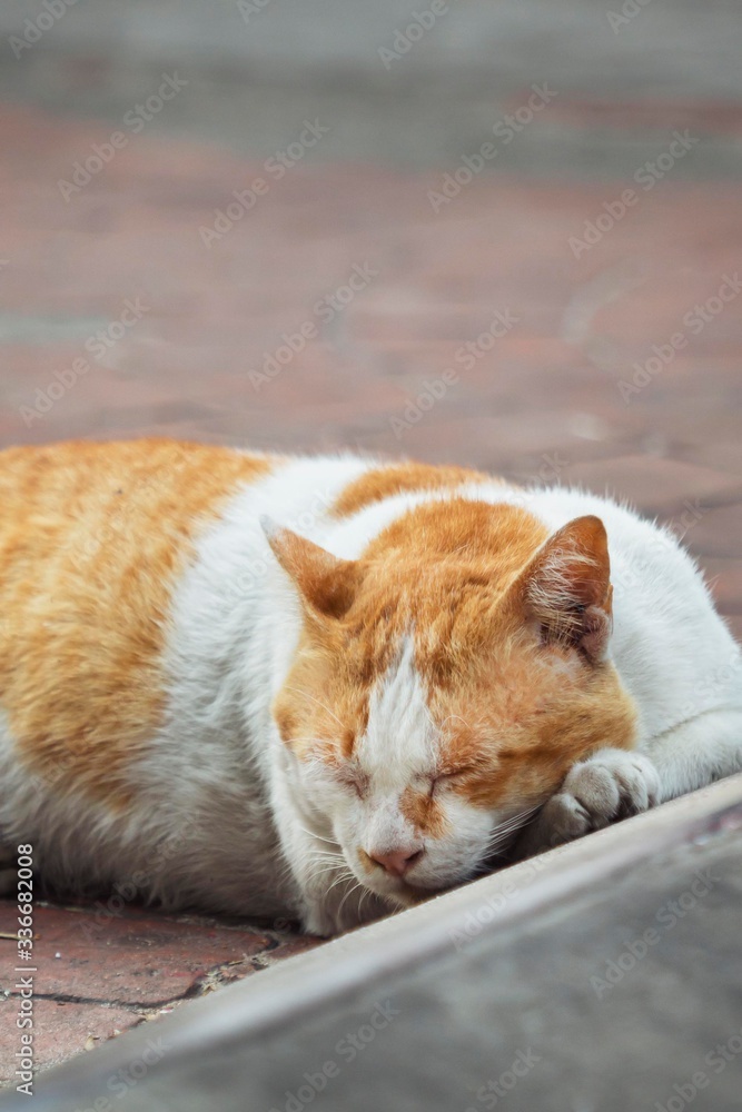 an adult street cat sleeps right on the sidewalk