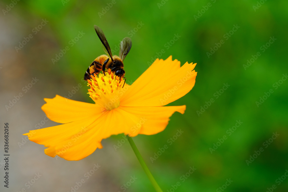 Bee collecting nectar on yellow flower Bee collecting nectar on yellow flower