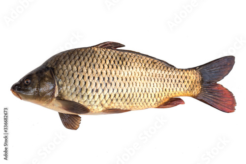 big carp fish isolated on white background