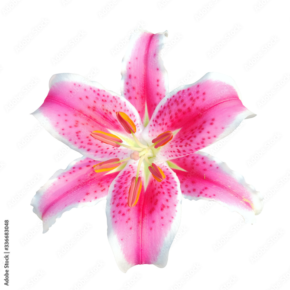 Pink lily on a white background Pink lily on a white background
