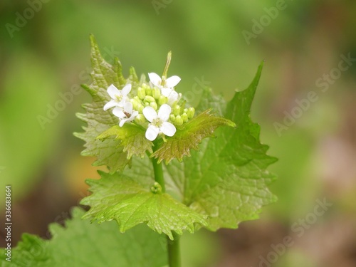  Alliaria petiolata  or garlic mustard  is a biennial flowering plant in the mustard family  Brassicaceae 