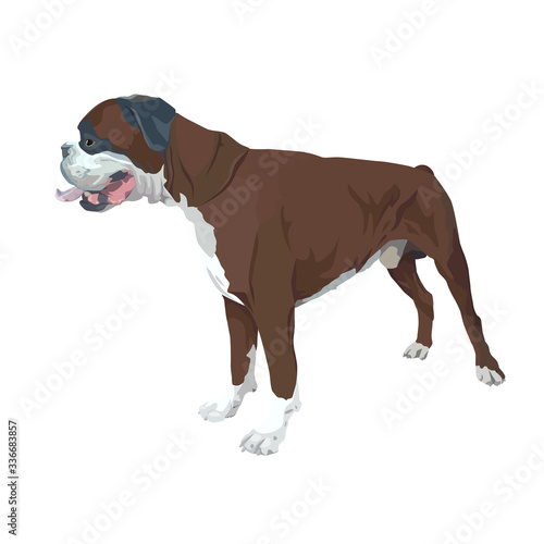Standing dog. Boxer on the white background.
